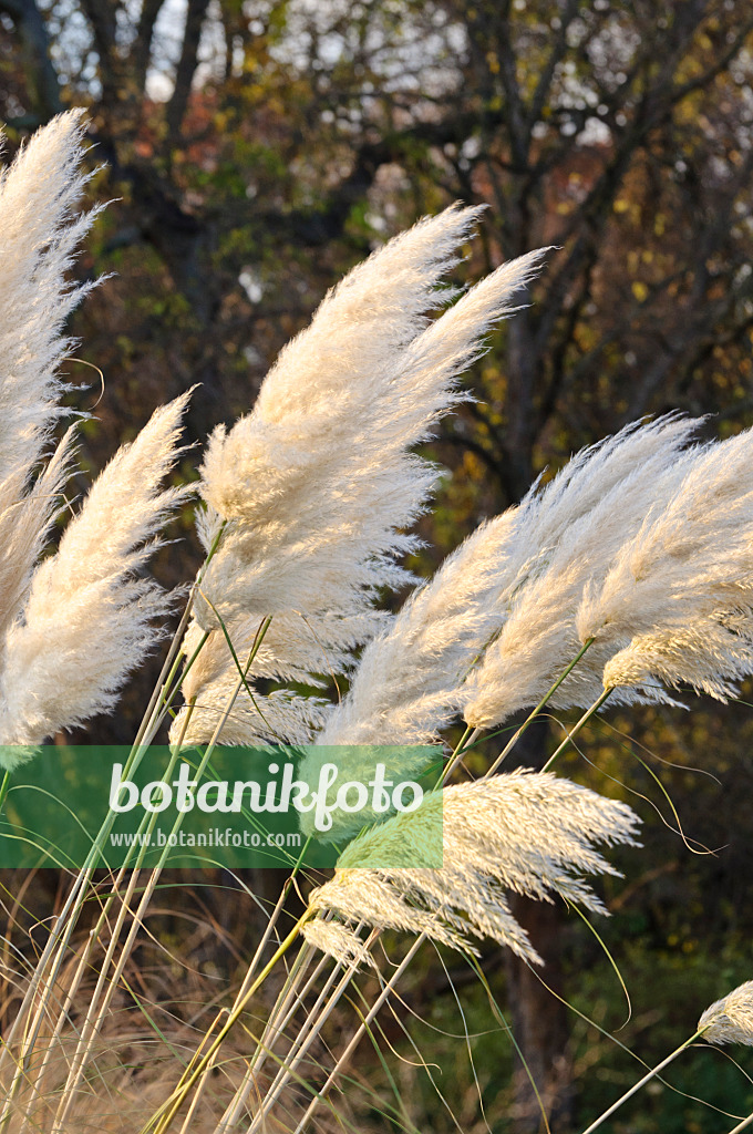 466059 - Pampas grass (Cortaderia selloana)