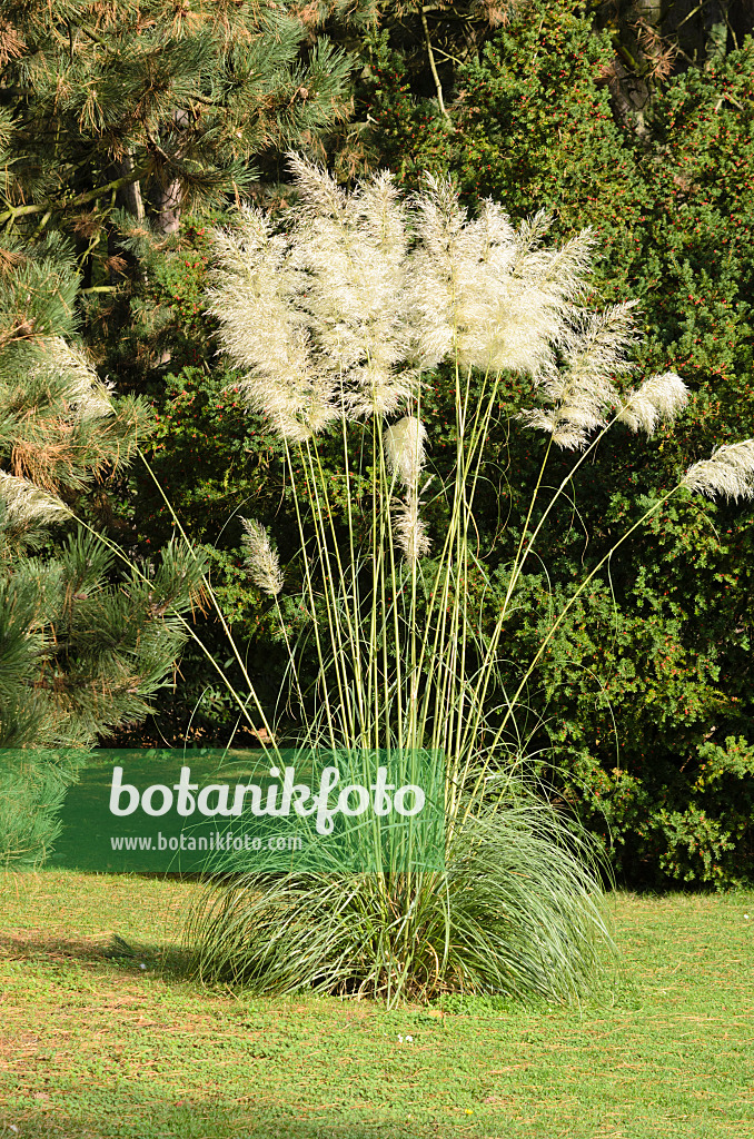 525412 - Pampas grass (Cortaderia selloana)