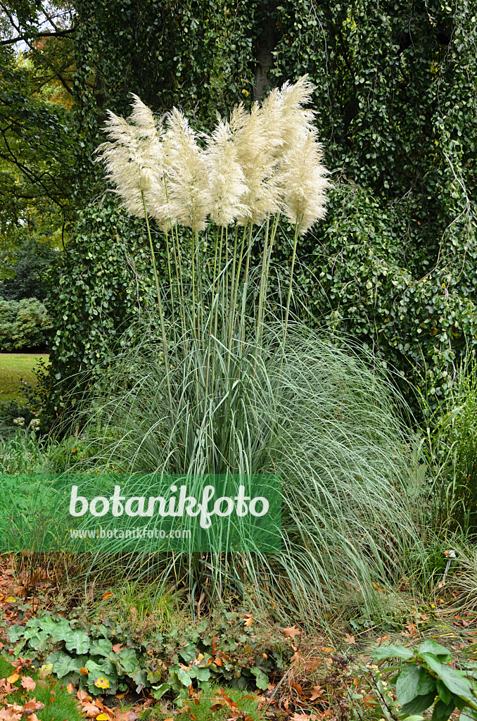 549084 - Pampas grass (Cortaderia selloana)