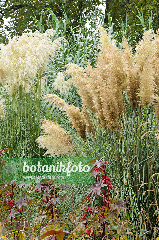 549099 - Pampas grass (Cortaderia selloana)