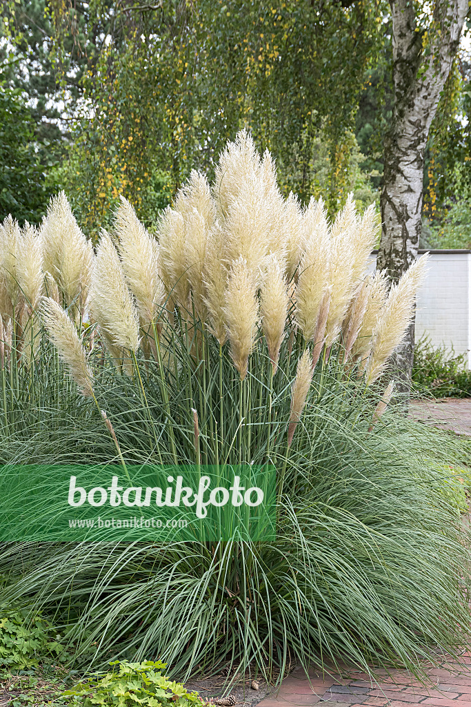 635028 - Pampas grass (Cortaderia selloana 'Pumila')