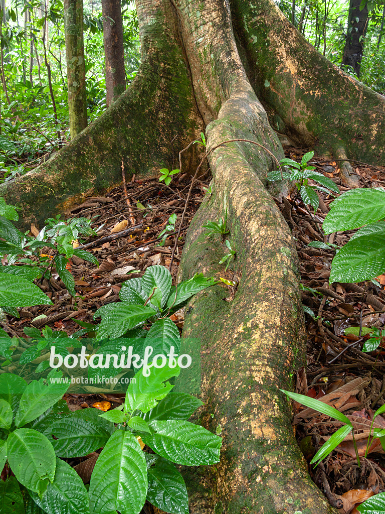 411143 - Panama rubber tree (Castilla elastica)