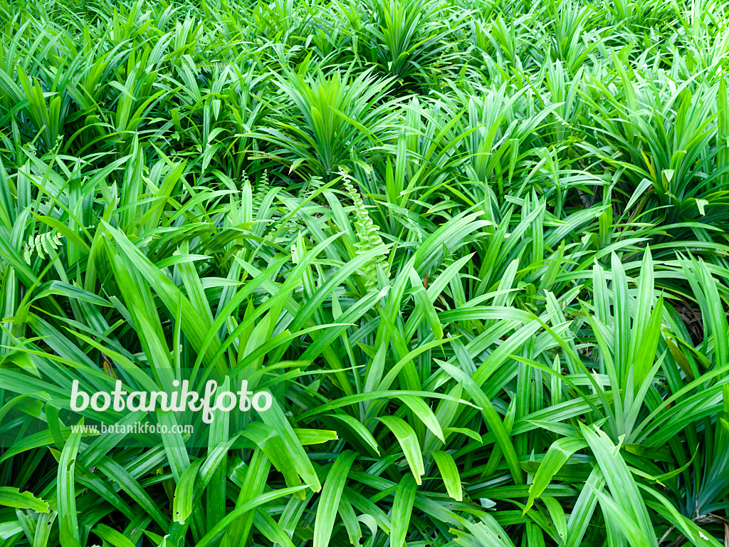 434179 - Pandan leaves (Pandanus amaryllifolius)