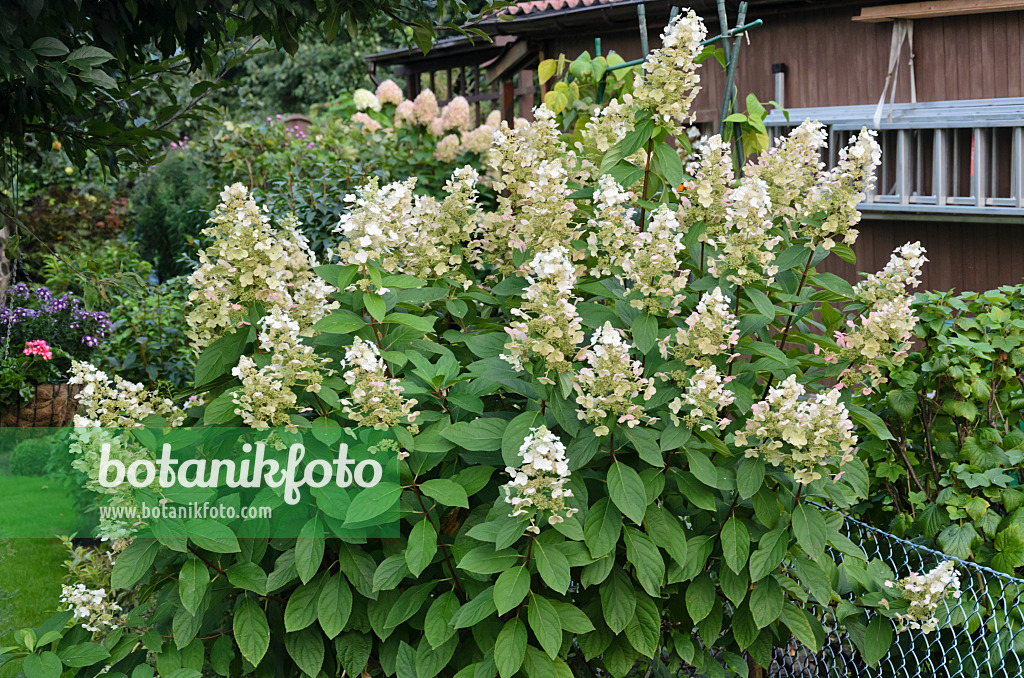 524091 - Panicle hydrangea (Hydrangea paniculata)