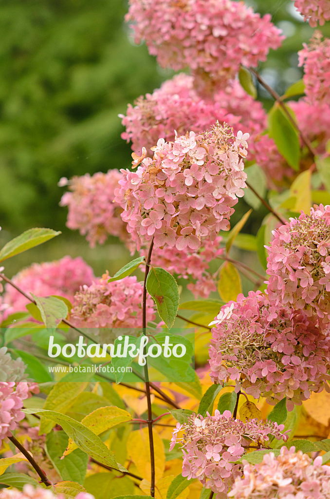 525070 - Panicle hydrangea (Hydrangea paniculata 'Grandiflora')