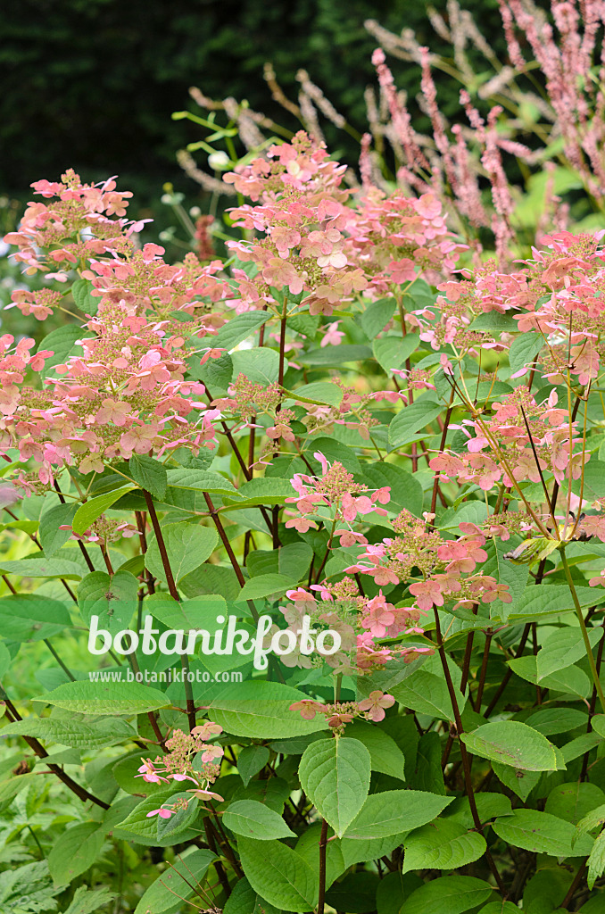 535096 - Panicle hydrangea (Hydrangea paniculata)