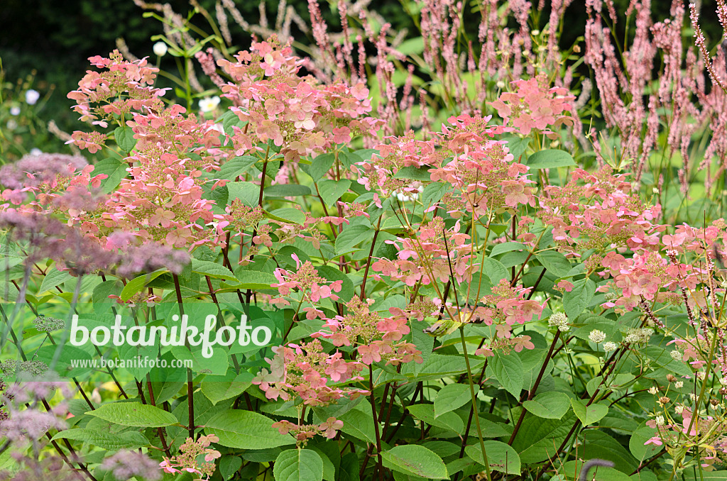 535097 - Panicle hydrangea (Hydrangea paniculata)