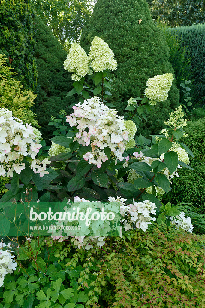 559094 - Panicle hydrangea (Hydrangea paniculata)