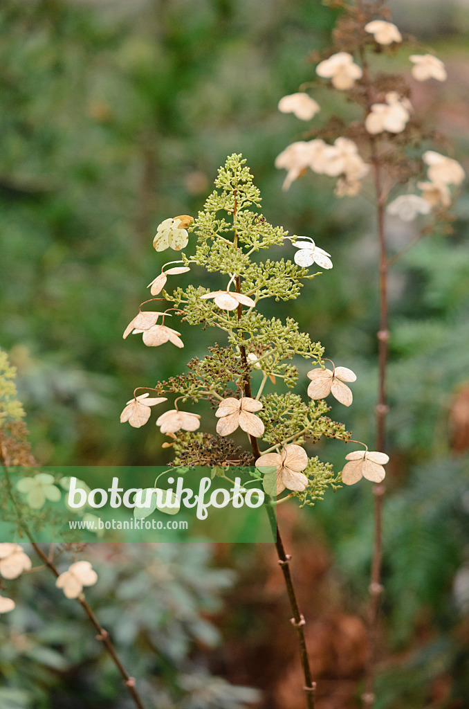 526030 - Panicle hydrangea (Hydrangea paniculata 'Kyushu')