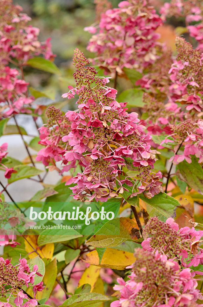 525066 - Panicle hydrangea (Hydrangea paniculata 'Pinky Winky')