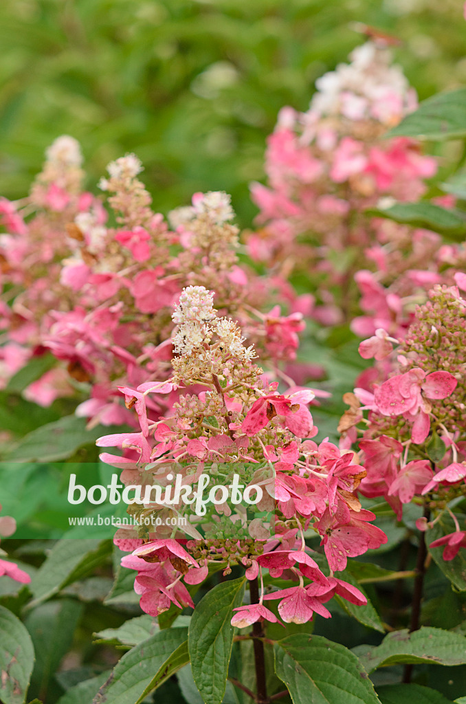 572055 - Panicle hydrangea (Hydrangea paniculata 'Pinky Winky')