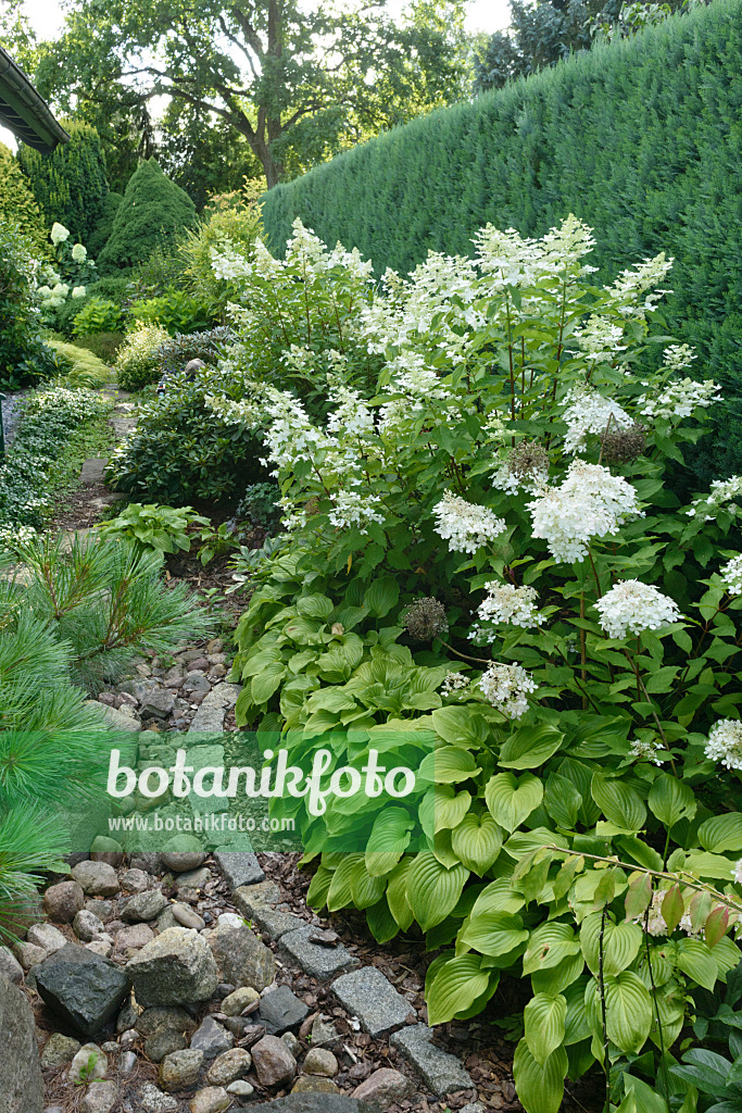 559092 - Panicle hydrangea (Hydrangea paniculata) and plantain lilies (Hosta)