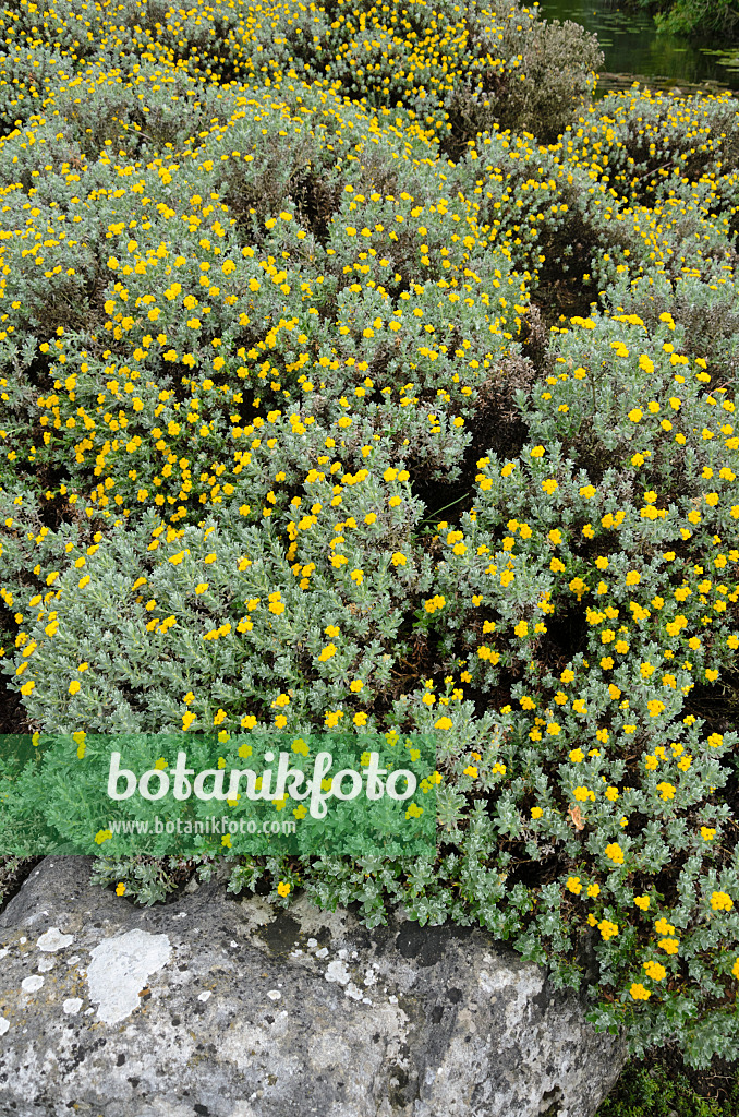 533555 - Paper daisy (Helichrysum splendidum)