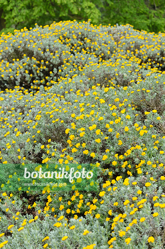 533557 - Paper daisy (Helichrysum splendidum)