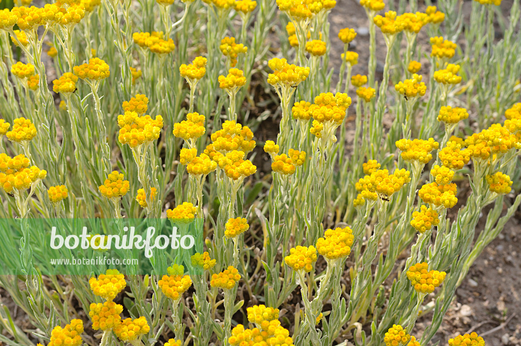 485191 - Paper daisy (Helichrysum thianschanicum 'Schwefellicht')