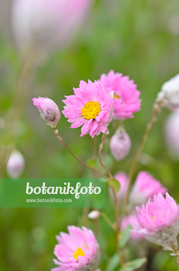 498199 - Paper daisy (Rhodanthe manglesii)