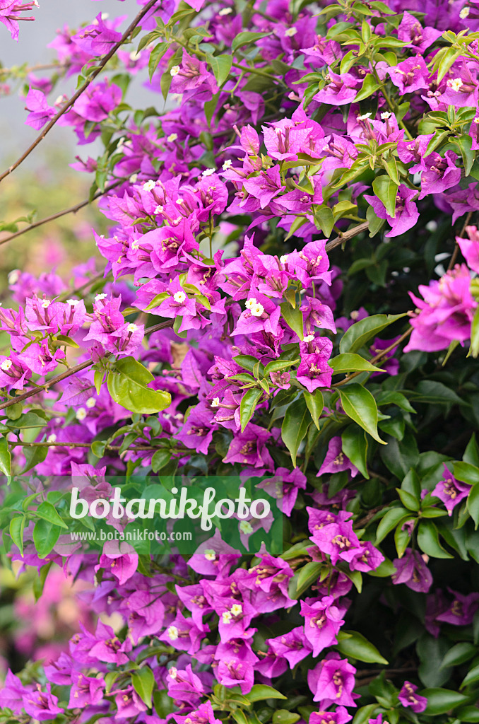 536107 - Paper flower (Bougainvillea glabra)