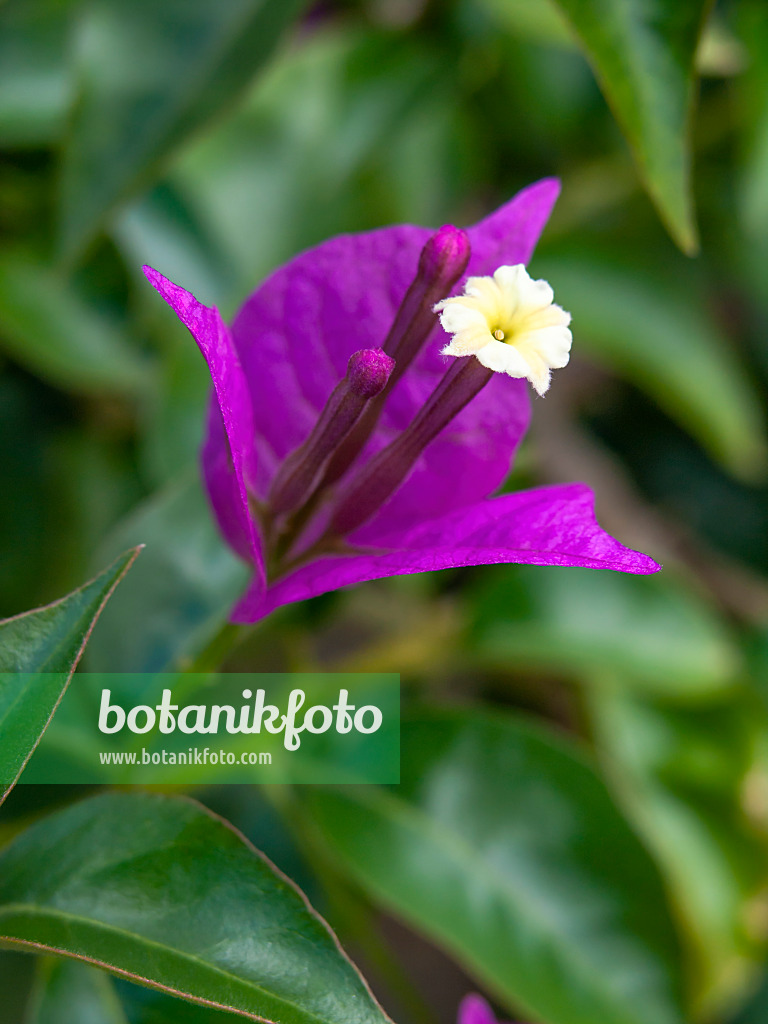 427266 - Paper flower (Bougainvillea glabra 'Sanderiana')