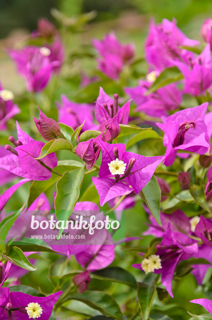 497318 - Paper flower (Bougainvillea glabra 'Sanderiana')