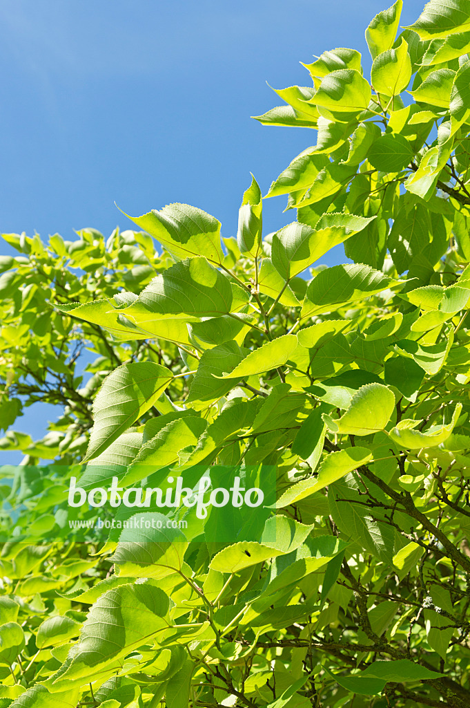 511183 - Paper mulberry (Broussonetia papyrifera)