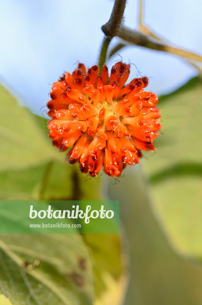 525343 - Paper mulberry (Broussonetia papyrifera)