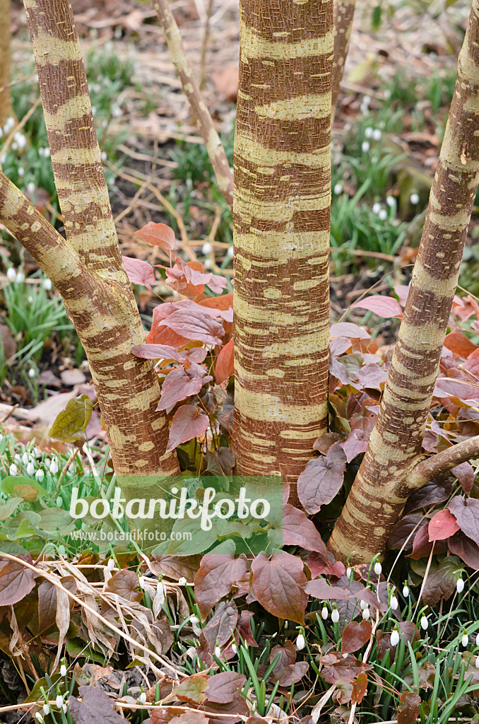 529058 - Paper mulberry (Broussonetia papyrifera)