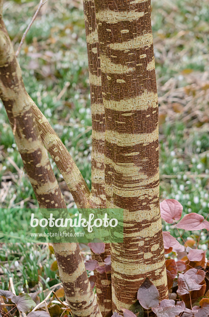 529059 - Paper mulberry (Broussonetia papyrifera)