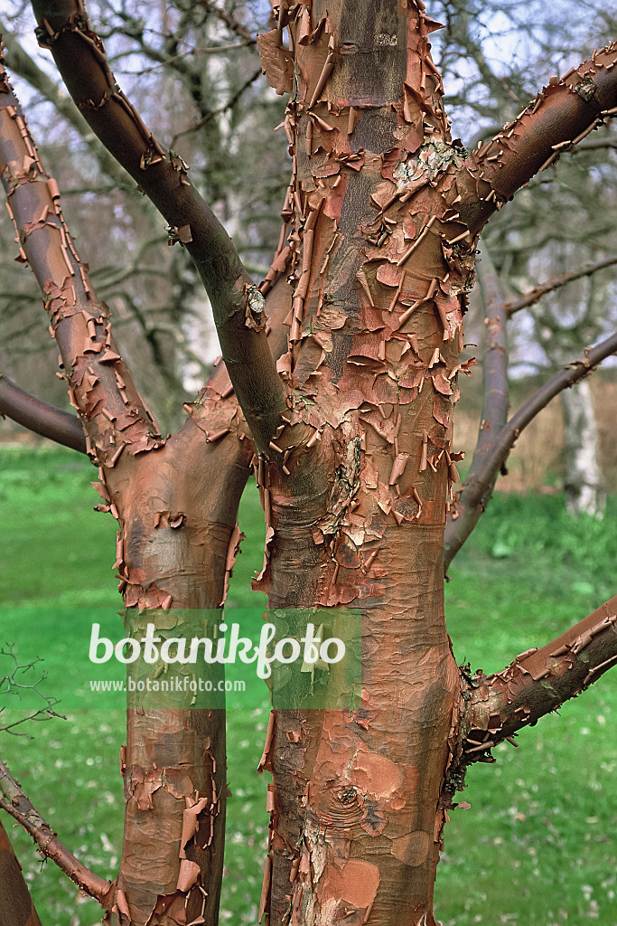 471351 - Paperbark maple (Acer griseum)