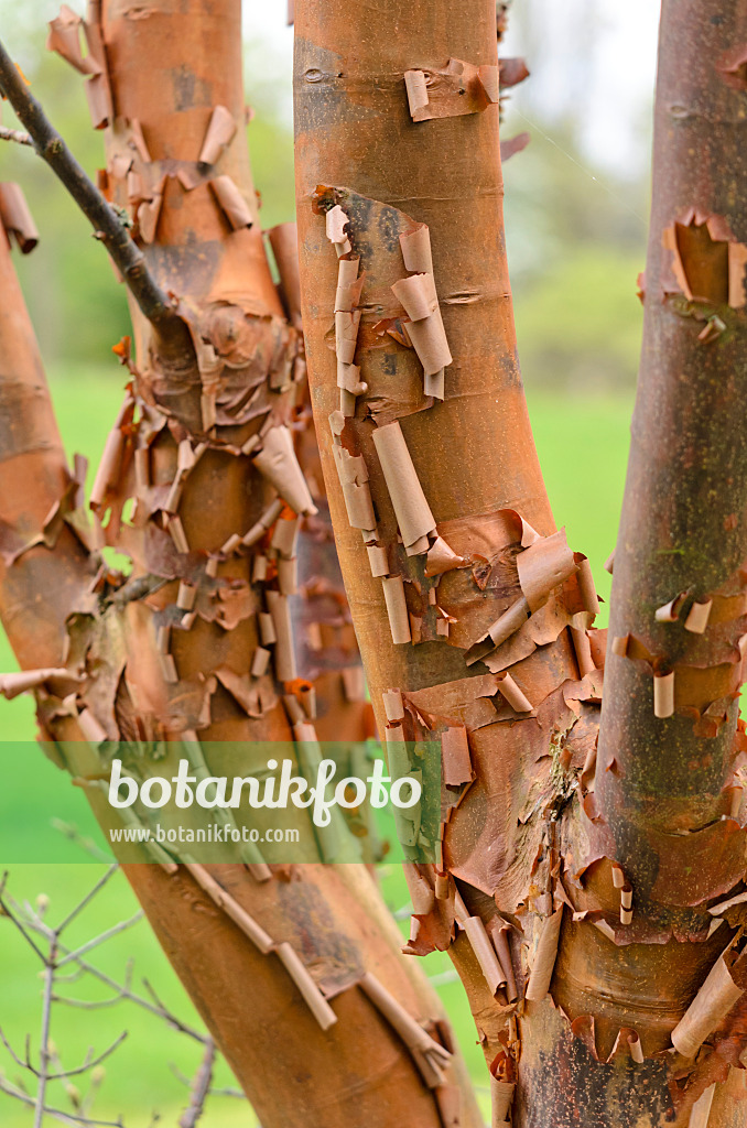 531130 - Paperbark maple (Acer griseum)