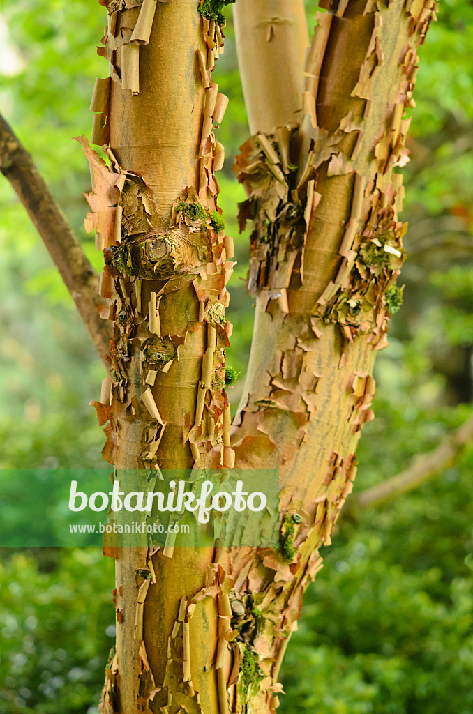 533405 - Paperbark maple (Acer griseum)