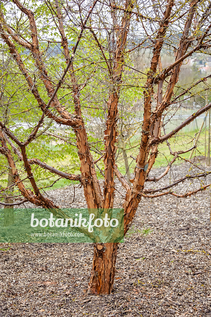 593008 - Paperbark maple (Acer griseum)