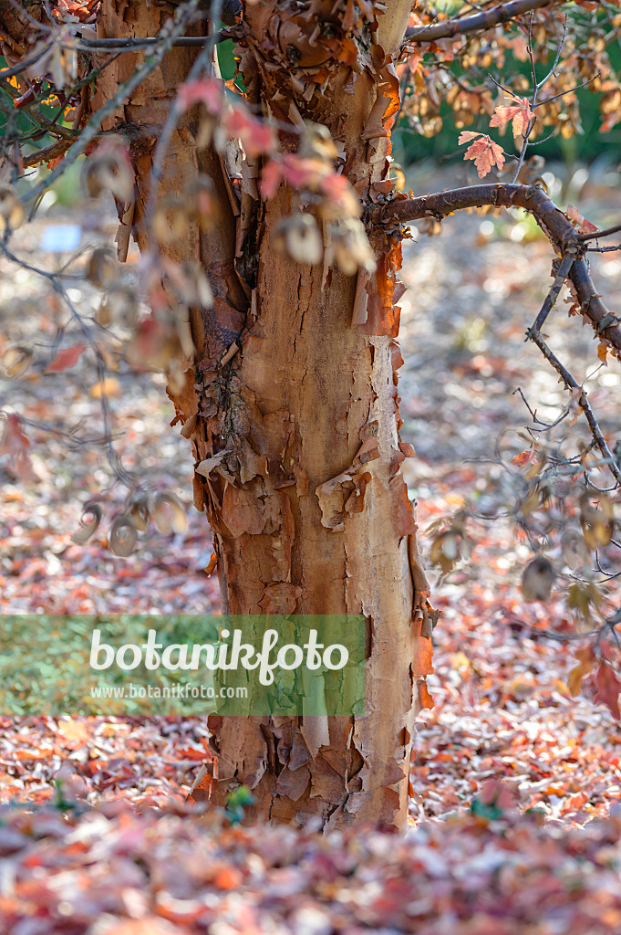 593010 - Paperbark maple (Acer griseum)