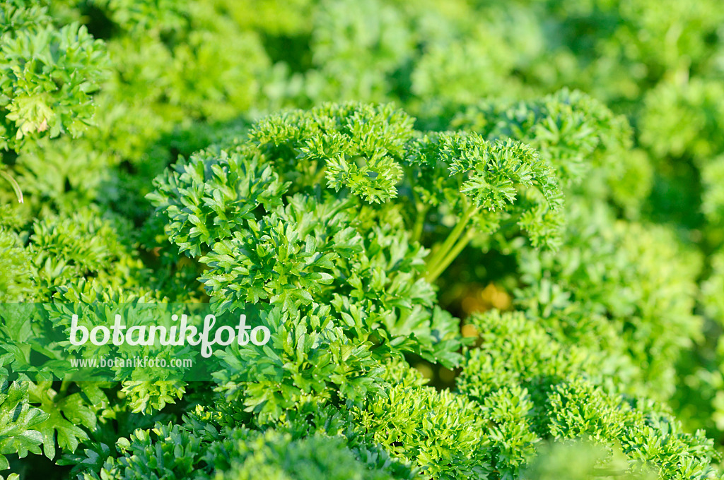 487274 - Parsley (Petroselinum crispum)