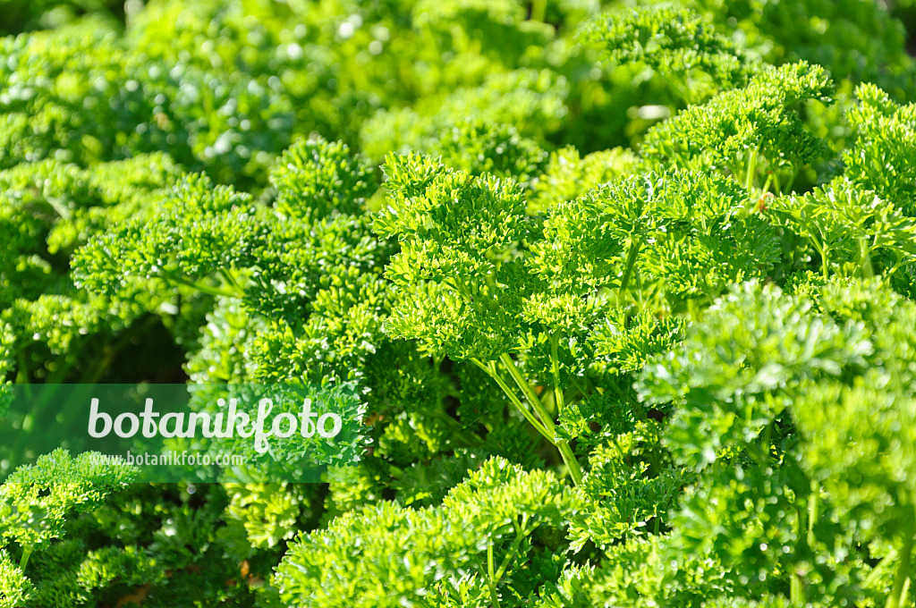 487281 - Parsley (Petroselinum crispum 'Grüne Perle')