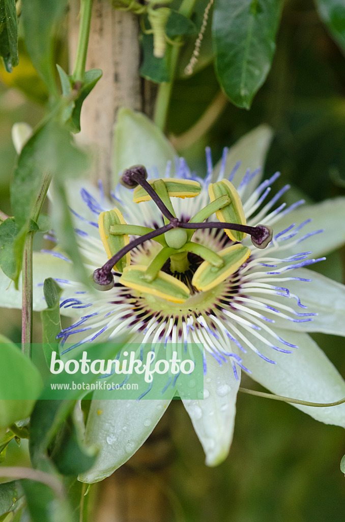 548007 - Passion flower (Passiflora)