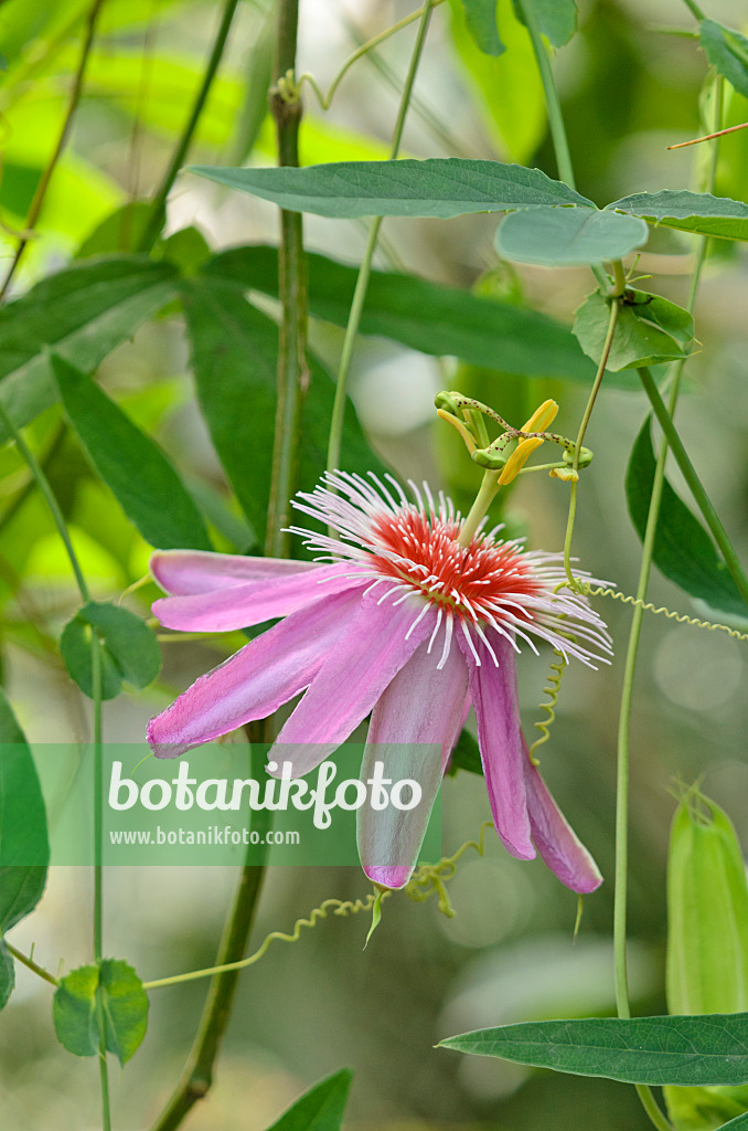 534393 - Passion flower (Passiflora Anastasia)