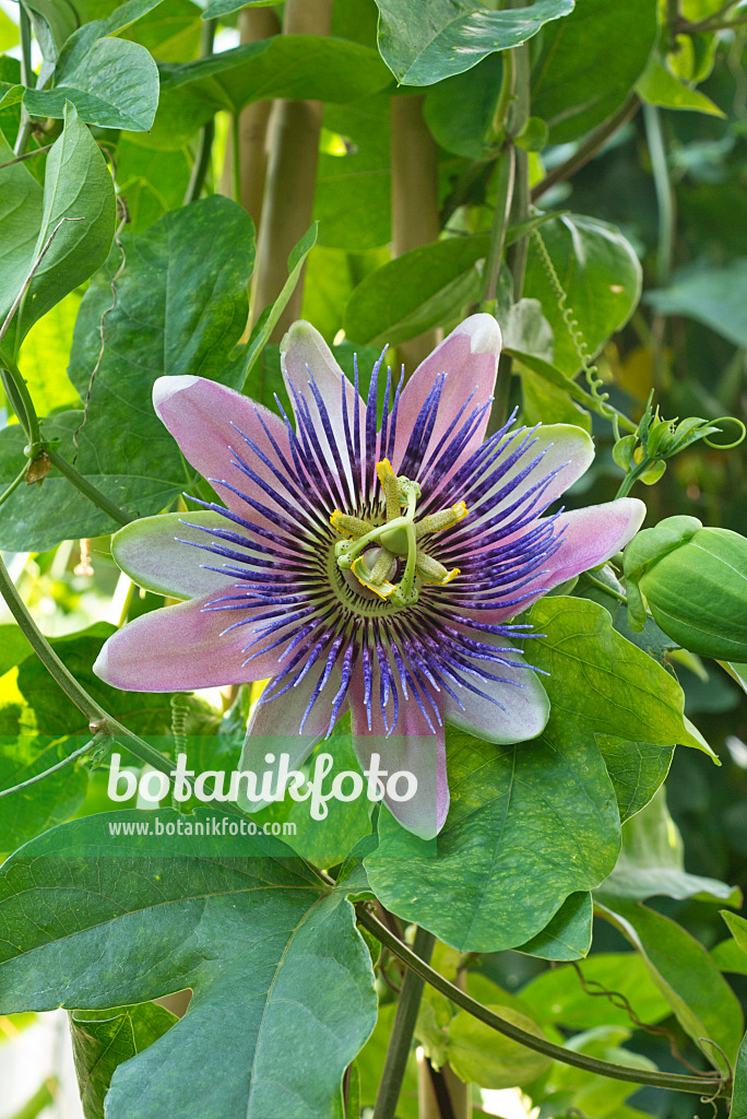 561072 - Passion flower (Passiflora x belotii)