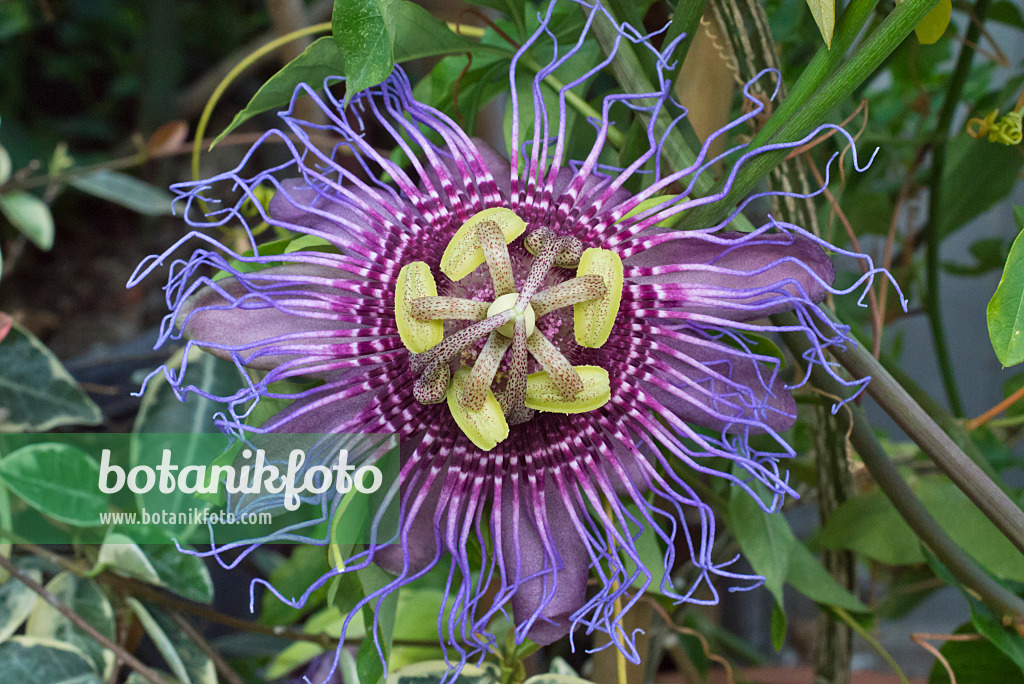 548109 - Passion flower (Passiflora cincinnata)