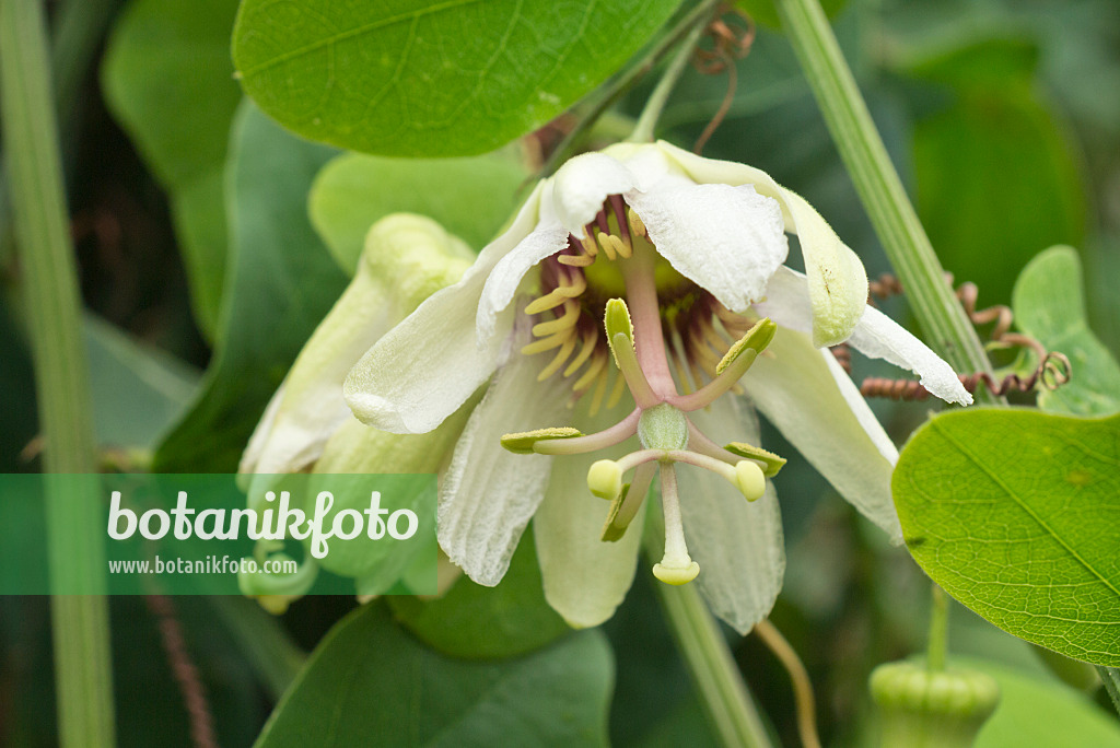 561087 - Passion flower (Passiflora yucatanensis)