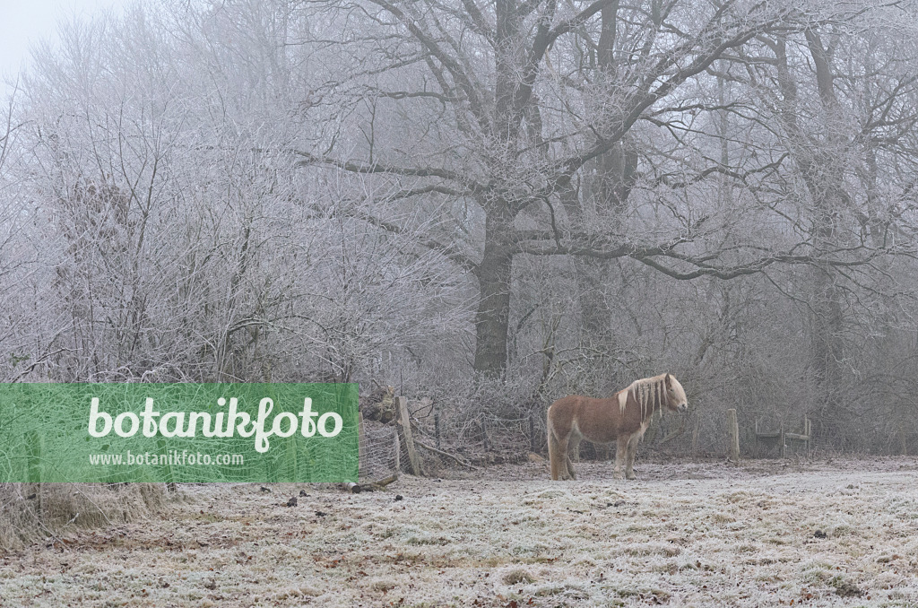 563017 - Pasture with horse in winter