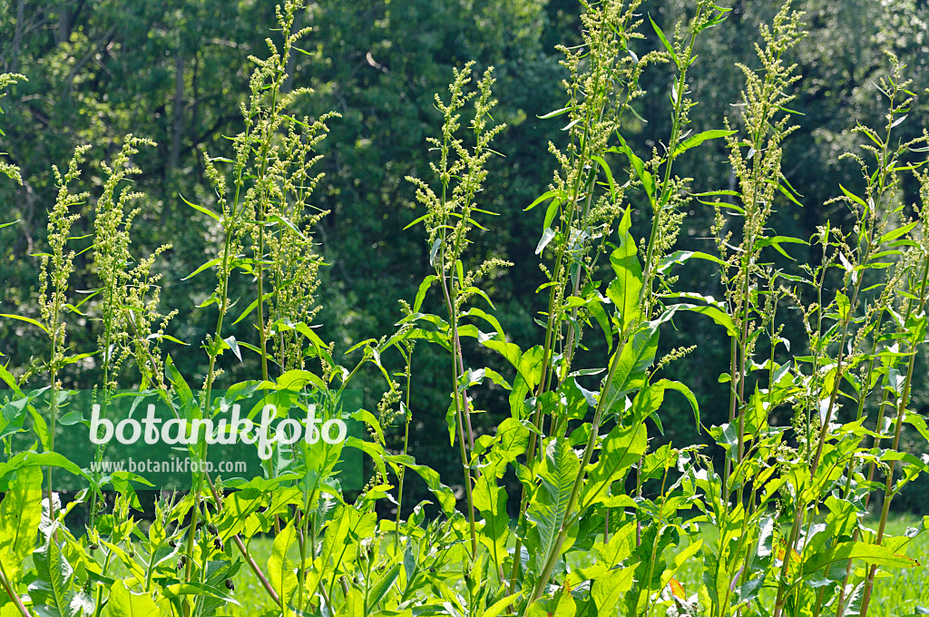 484283 - Patience dock (Rumex patientia)