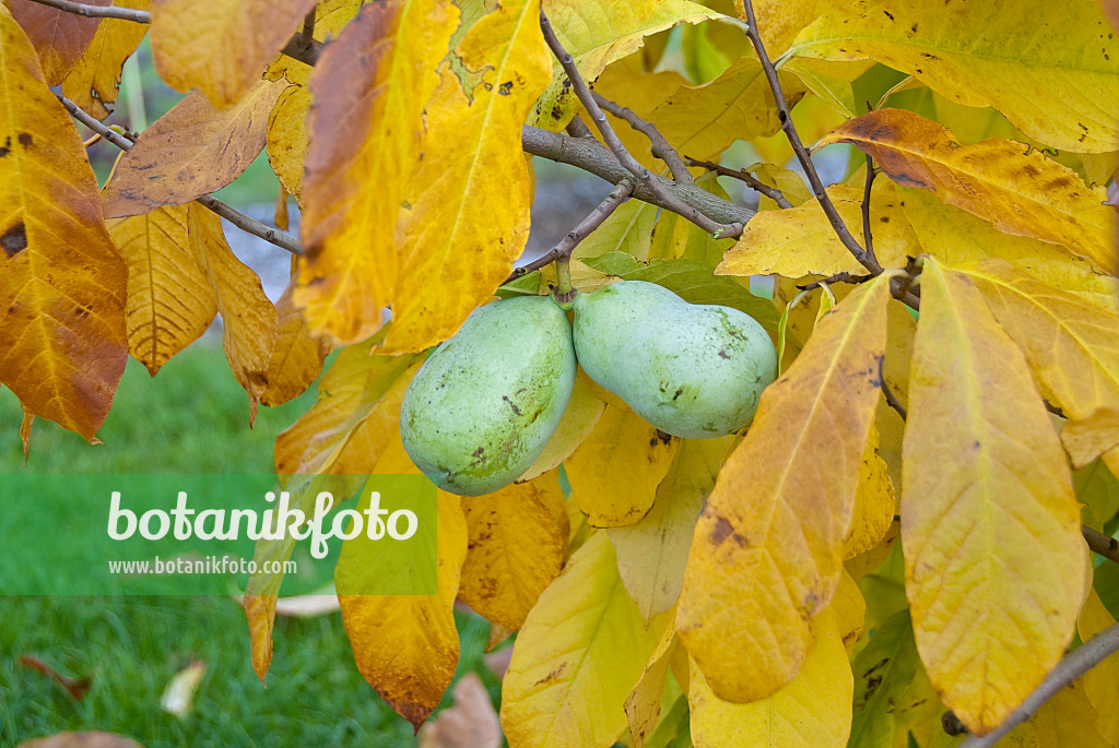 517289 - Pawpaw (Asimina triloba 'Overlese')