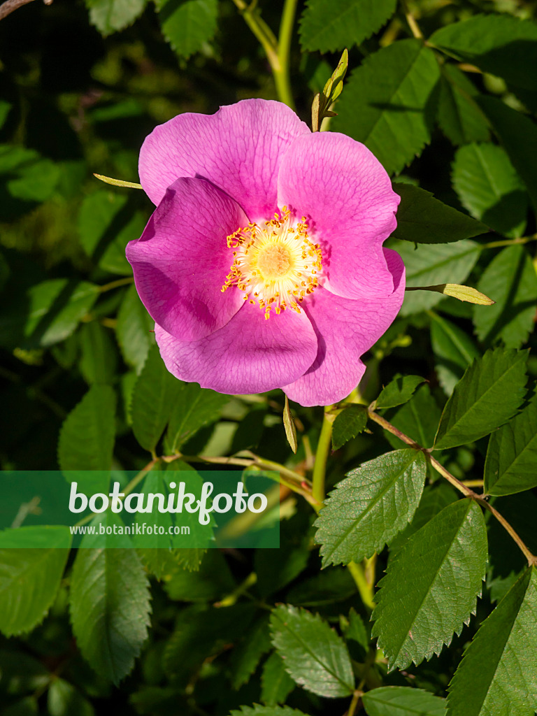 438032 - Pea rose (Rosa pisocarpa)