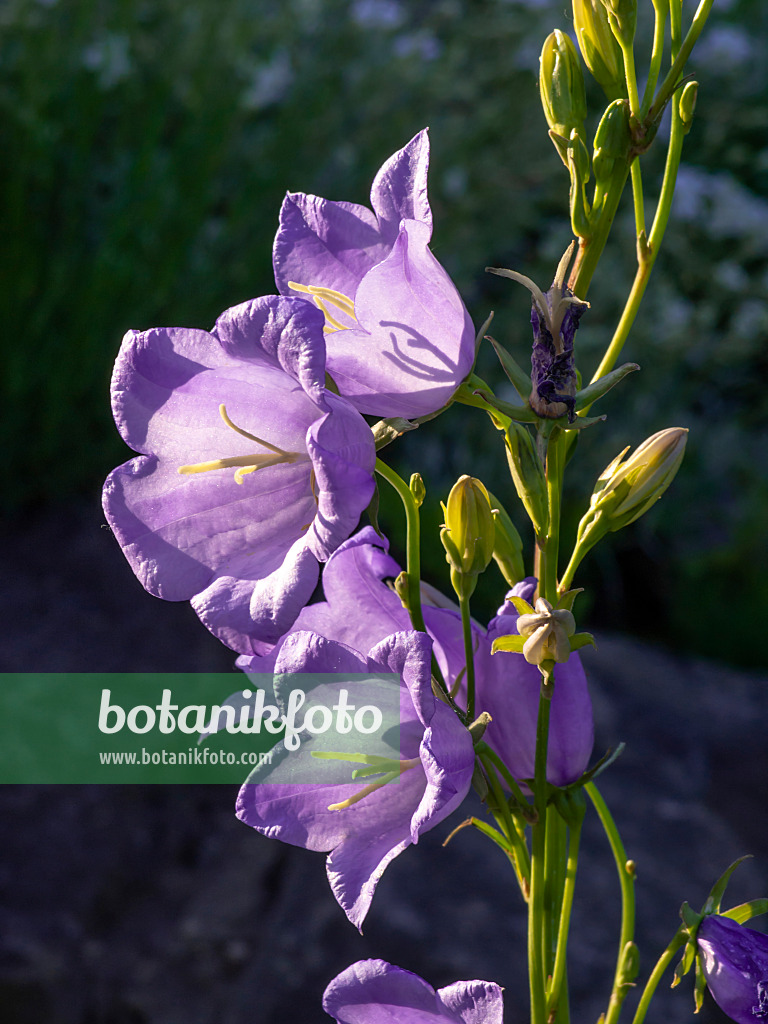 438224 - Peach-leaved bellflower (Campanula persicifolia)