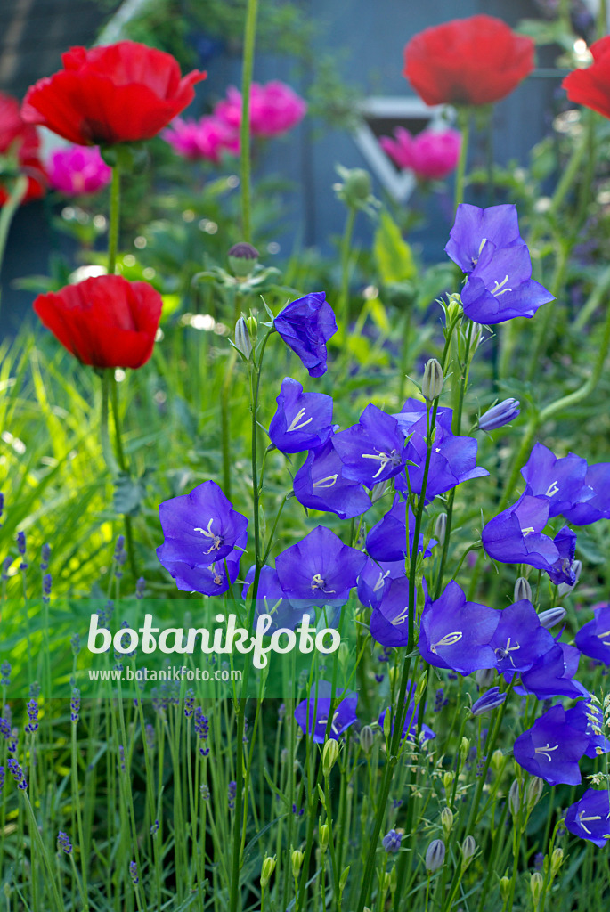 452117 - Peach-leaved bellflower (Campanula persicifolia) and opium poppy (Papaver somniferum)