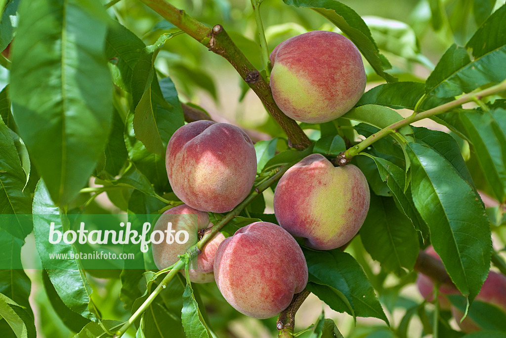 517351 - Peach (Prunus persica 'Früher Roter Ingelheimer')