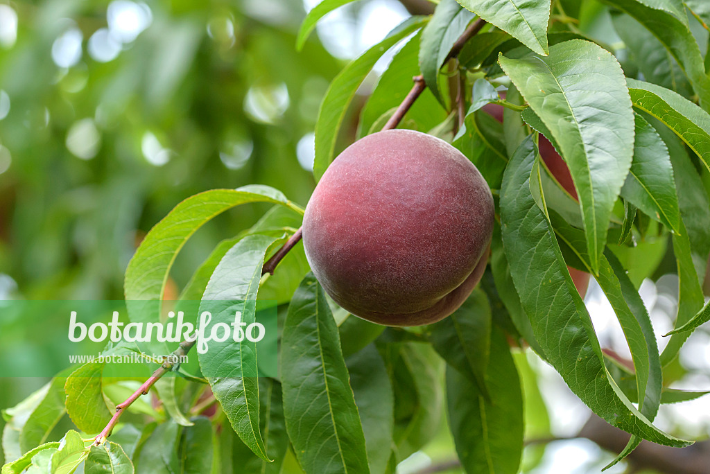 575272 - Peach (Prunus persica 'Royal Gem')