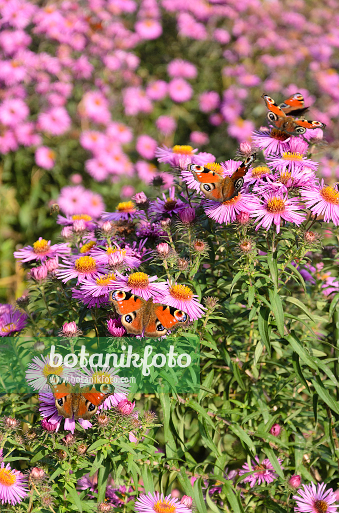 536185 - Peacock butterfly (Inachis io) and aster (Aster)