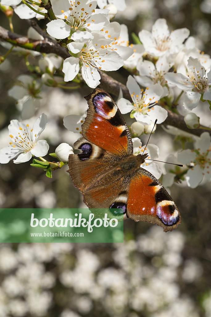 608032 - Peacock butterfly (Inachis io) and mirabelle (Prunus domestica subsp. syriaca)