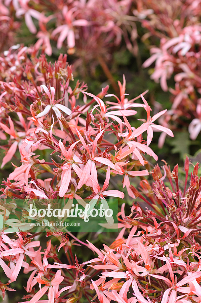 486195 - Pelargonium (Pelargonium Bird Dancer)